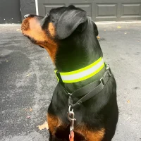 Alternative view of ORBIS® (Rover-Here!) Reflective Neck Bands for Dogs