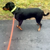 ORBIS Rover-Here! Reflective Dog Neck Bands Side Profile on Dog